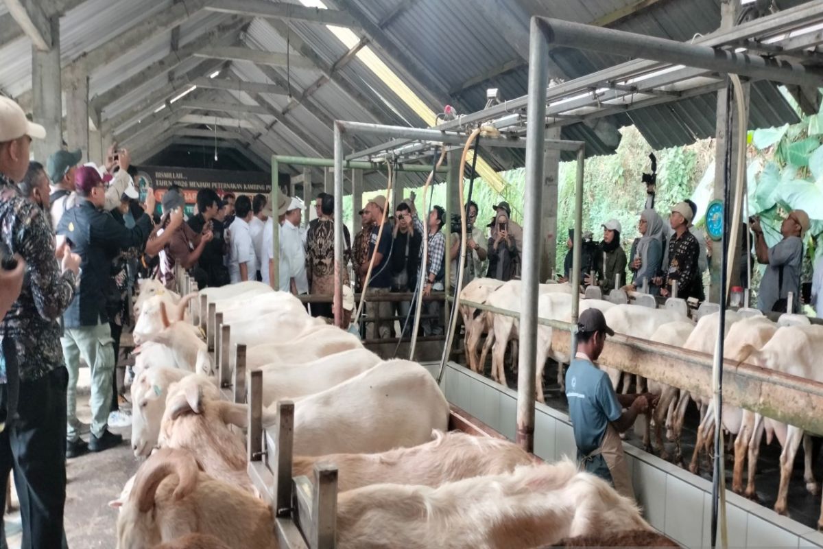 Kementan dorong pengembangan kambing perah tingkatkan produksi susu