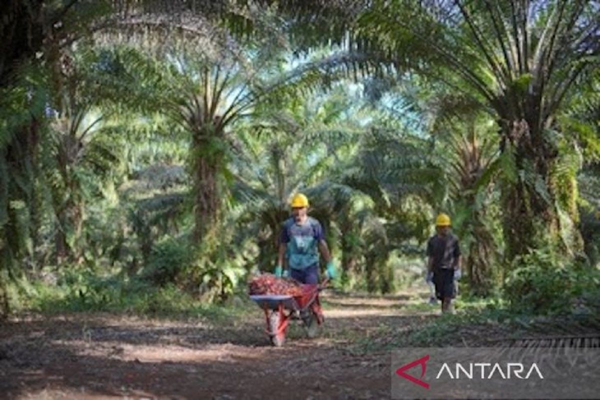 Polda Kalteng bersatu Satgas PKS tingkatkan pengamanan kebun sawit