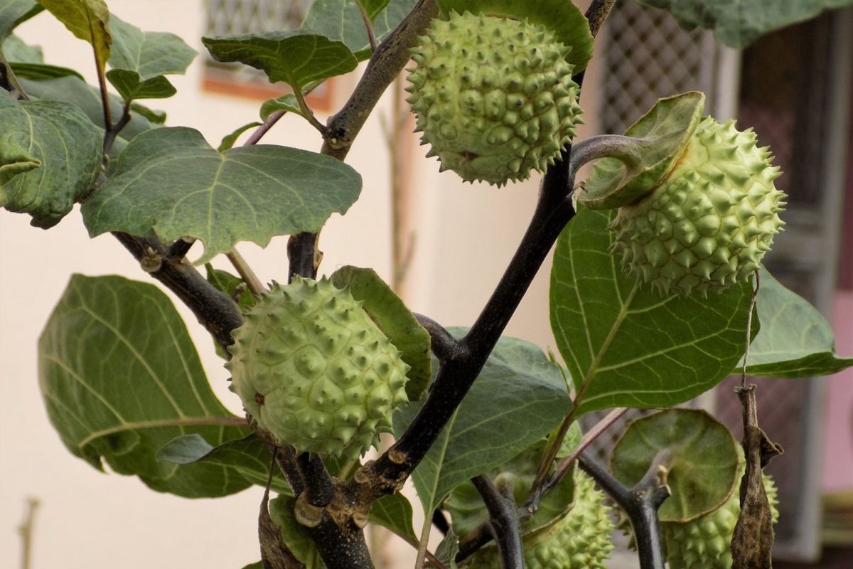 Coba-coba hingga kecanduan jadi alasan pemukim konsumsi buah kecubung